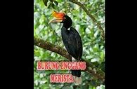 Burung Enggang Kalimantan Lagu